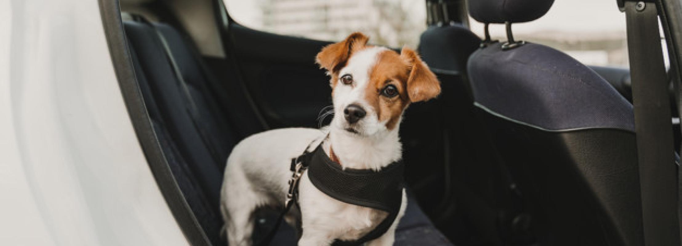 hond in auto