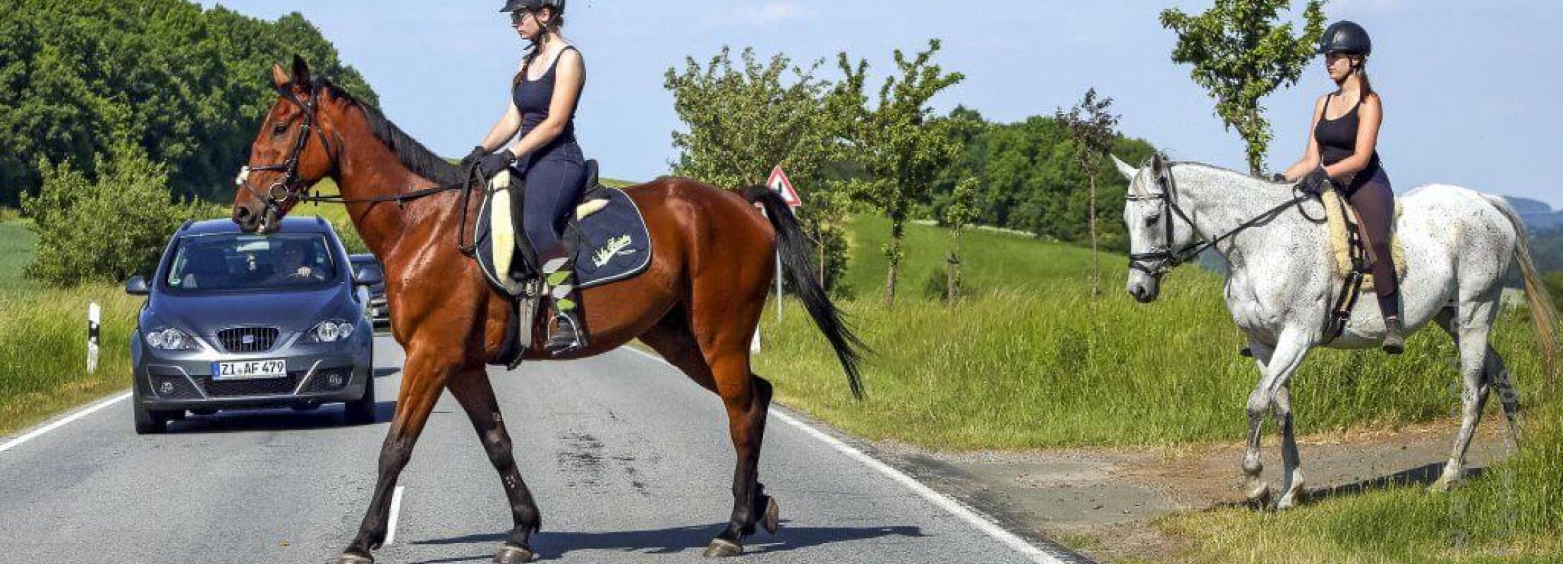 Que faire quand vous croisez un cheval sur la route ? 